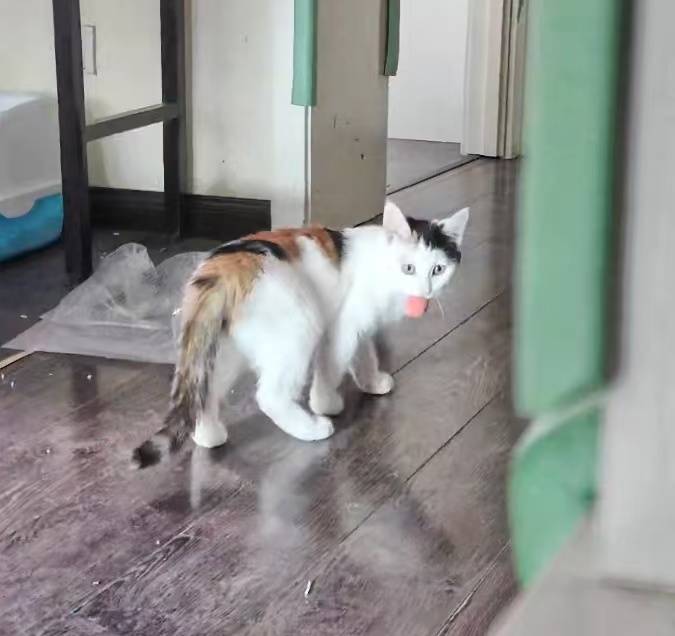 请输入图片描述